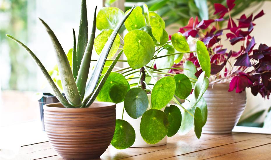 5 Of The Best Indoor Plants To Clean Air Purifying Plants